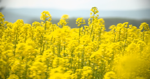 Blooming Canola Field