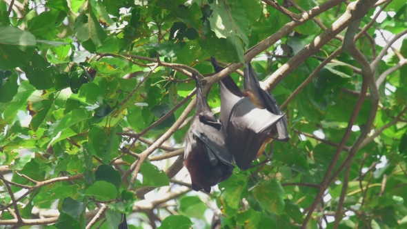Flying Fox Hangs On a Tree Branch And Washes