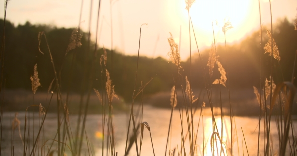 Sunset Through The Reeds. Silver Feather Grass Swaying In Wind. 