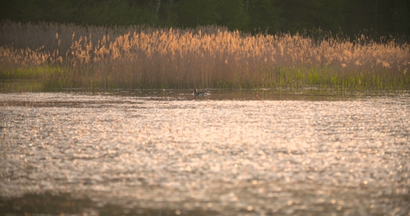 Sunset Through The Reeds. Silver Feather Grass Swaying In Wind. 