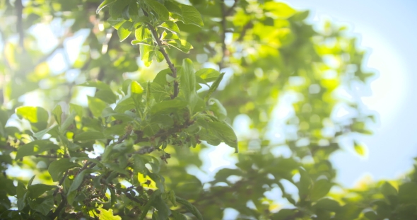 Leaves Against The Morning Sun