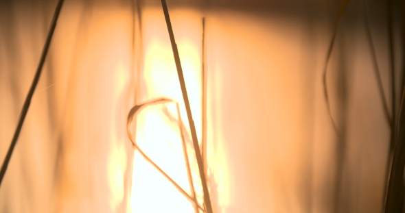 Sunset Through The Reeds. Silver Feather Grass Swaying In Wind. 