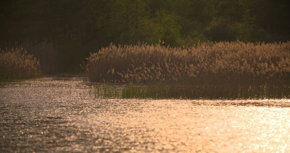 Sunset Through The Reeds. Silver Feather Grass Swaying In Wind. 