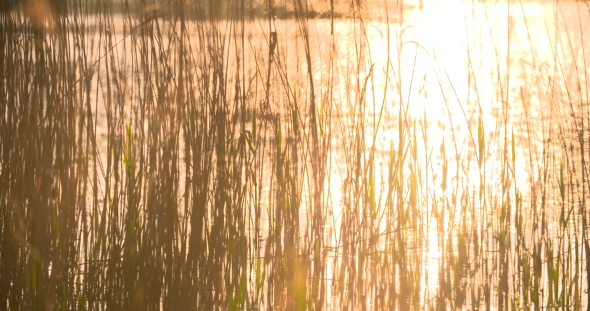 Sunset Through The Reeds. Silver Feather Grass Swaying In Wind. 