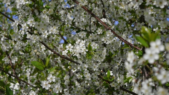 Trees Blooming In The Garden