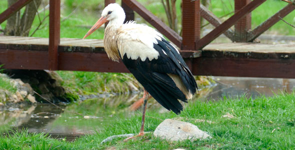 Stork