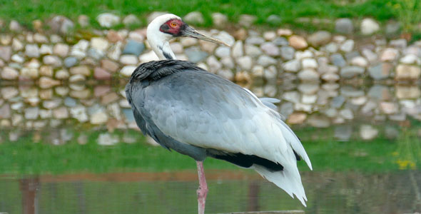 Grey Stork