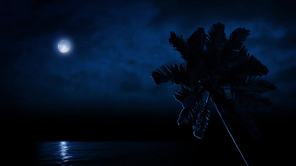 Palm Tree By Sea Lit Up By Moonlight