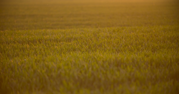 Cultivated Field Of Young Green Wheat In The Morning.