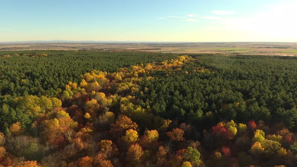 Stretch of leaf trees colored in yellow living thru green pine woodlands