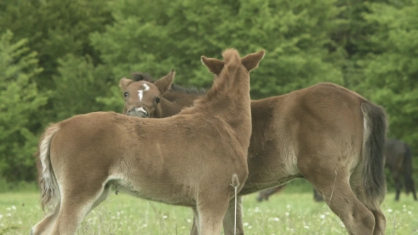 Brown Foals Playing On Pasture