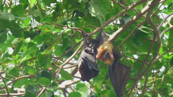 Flying Fox Hangs On a Tree Branch And Washes