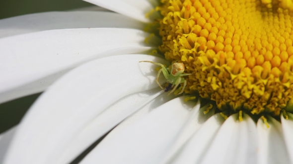 Thomisidae Crab Spider