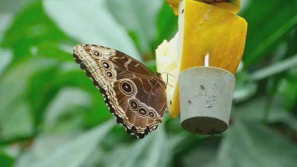 Tropical Butterfly Feeding