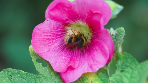 Bumblebee On a Flower Mallow