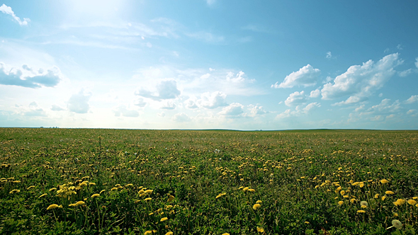 Summer Field