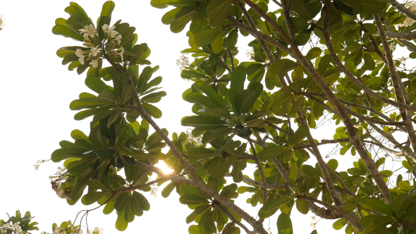 Pagoda Tree