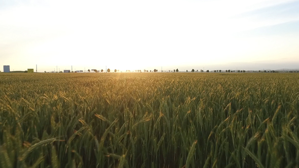 Wheat Field at Sunset