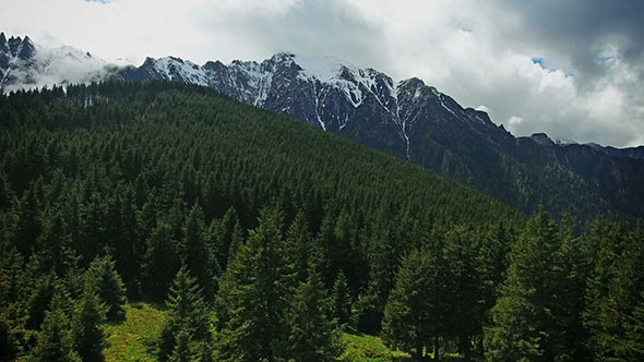 Flying Over the Forest With Snowcapped Mountains