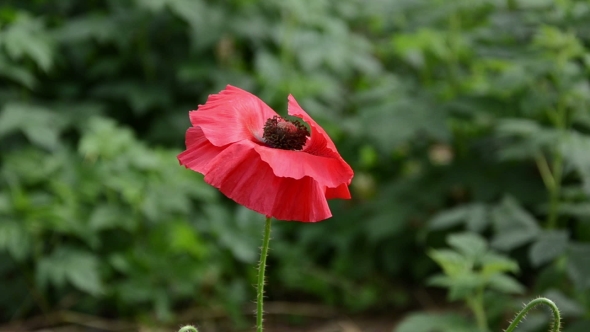  Red Poppy Flower Bloom Petal In Garden Move In Wind