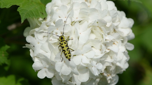 Snowball Flower Crawl Black Yellow Coleopteran Bug Long Mustache