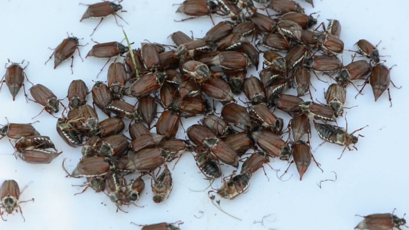 Coleopteran Bugs Pile On White Surface Crawling Over Each Other