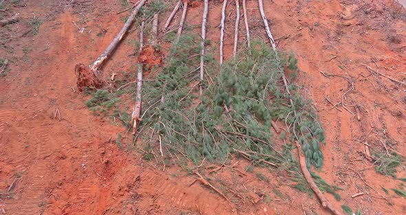 A Construction Site with Trees Uprooted Roots and a Landscape That Was Cleared for a New Development