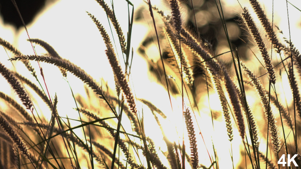 Grass In Summer