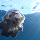 Jellyfish Against Surface Sunlight 3 - VideoHive Item for Sale