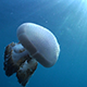Jellyfish Filmed Against Surface Sunlight  - VideoHive Item for Sale