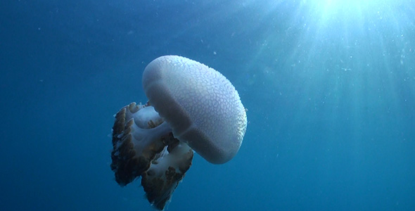 Jellyfish Filmed Against Surface Sunlight 