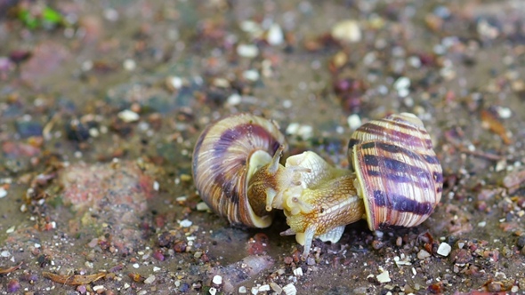 Snail Couple Make Love.