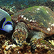 Hawksbill Turtle and Emperor Angefish Feeding Together - VideoHive Item for Sale