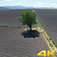 Tree - VideoHive Item for Sale