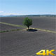 Tree and Fields - VideoHive Item for Sale
