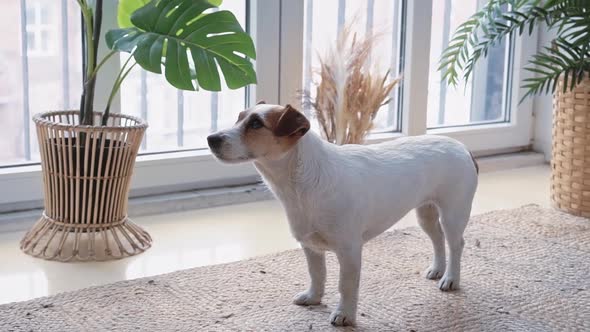 Portrait of a Cute Calm Jack Russell Dog Sitting on a Mat Near a Large Window with Green Plants