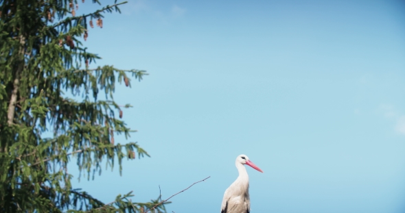 Stork In The Nest