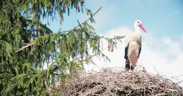 Stork In The Nest