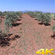 Olive Trees - VideoHive Item for Sale