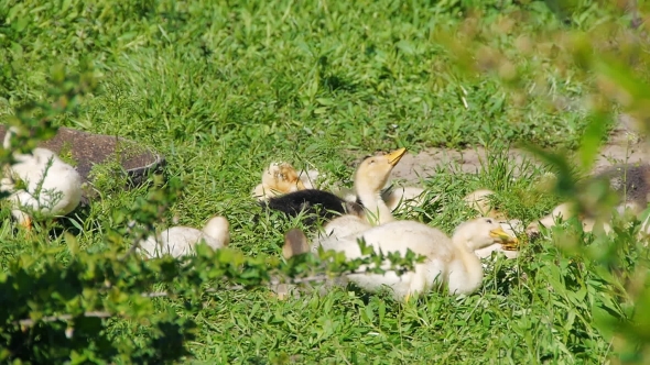 Ducklings Walking Through The Grass Drinking Water