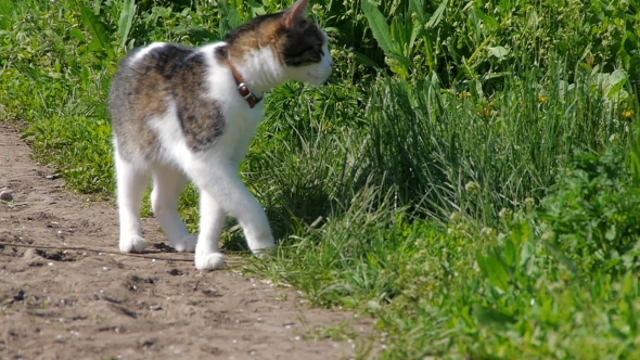 Cat Laying And Jumping In Grass