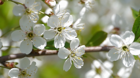 Bee Pollinating Flowering Trees Spring Flowers