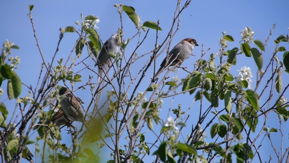 Flock Of Sparrows Perched On The Branches Of Trees