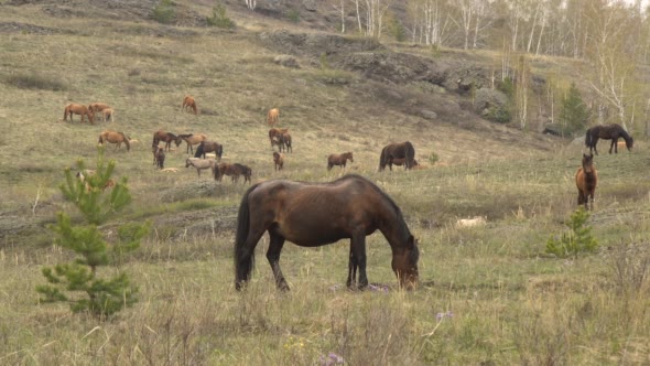 Horses Grazing in the Mountains in Early Spring