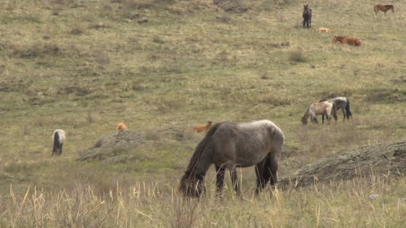 Horses Grazing in the Mountains in Early Spring