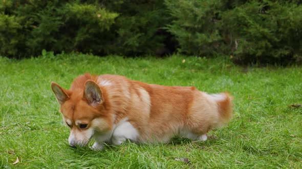 A Purebred Welsh Corgi Pembroke Dog Stands in Full Growth on a Green Lawn in a Park