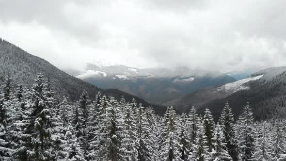 Flying Above Forezen Pine Trees Covered in Snow