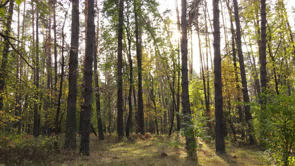 Forest Beautiful Landscape in an Autumn Day