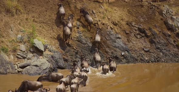 Gnus herd coming out of water