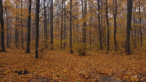 Orange Forest in Which Leaves Fall Beautiful Nature and Morning Fog